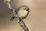 Image. Western Thornbill