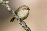 Image. Western Thornbill
