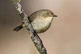 Image. Western Thornbill