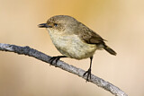 Image. Western Thornbill