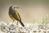 Image. Western Yellow Wagtail