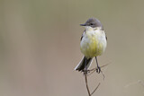 Image. Western Yellow Wagtail