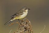 Image. Western Yellow Wagtail