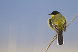 Image. Western Yellow Wagtail