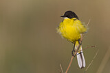 Image. Western Yellow Wagtail