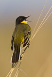 Image. Western Yellow Wagtail