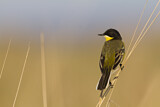 Image. Western Yellow Wagtail