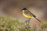 Image. Western Yellow Wagtail