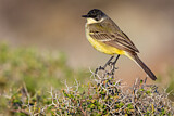 Image. Western Yellow Wagtail