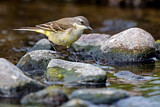 Image. Western Yellow Wagtail