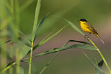 Image. Western Yellow Wagtail