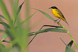 Image. Western Yellow Wagtail