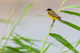 Image. Western Yellow Wagtail