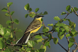 Image. Western Yellow Wagtail
