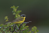 Image. Western Yellow Wagtail