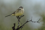 Image. Western Yellow Wagtail