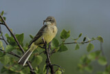 Image. Western Yellow Wagtail