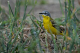 Image. Western Yellow Wagtail