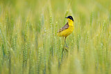 Image. Western Yellow Wagtail