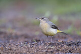 Image. Western Yellow Wagtail