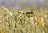 Image. Western Yellow Wagtail