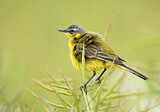 Image. Western Yellow Wagtail