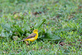 Image. Western Yellow Wagtail