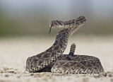 Image. Western diamondback rattlesnake