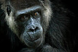 Image. Westlicher Flachlandgorilla