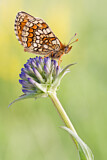 Image. Westlicher Scheckenfalter 