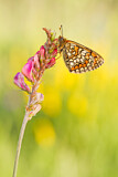 Image. Westlicher Scheckenfalter 