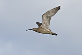 Image. Whimbrel
