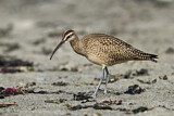 Image. Whimbrel