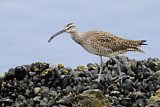 Image. Whimbrel