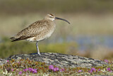 Image. Whimbrel