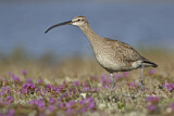 Image. Whimbrel