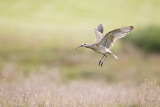Image. Whimbrel