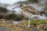 Image. Whimbrel