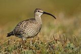 Image. Whimbrel