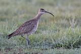 Image. Whimbrel
