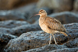 Image. Whimbrel