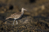 Image. Whimbrel