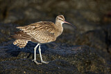 Image. Whimbrel