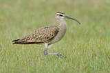 Image. Whimbrel