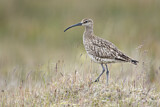 Image. Whimbrel