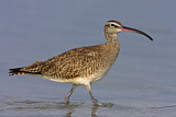 Image. Whimbrel