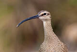 Image. Whimbrel