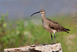 Image. Whimbrel