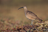 Image. Whimbrel