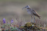 Image. Whimbrel
